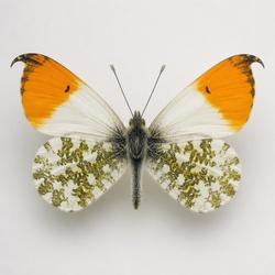 Falcate Orangetip Identification Guide