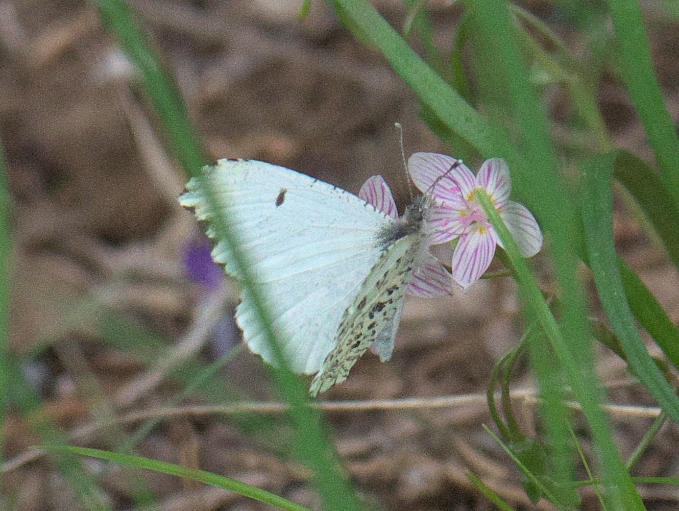 Falcate Orangetip