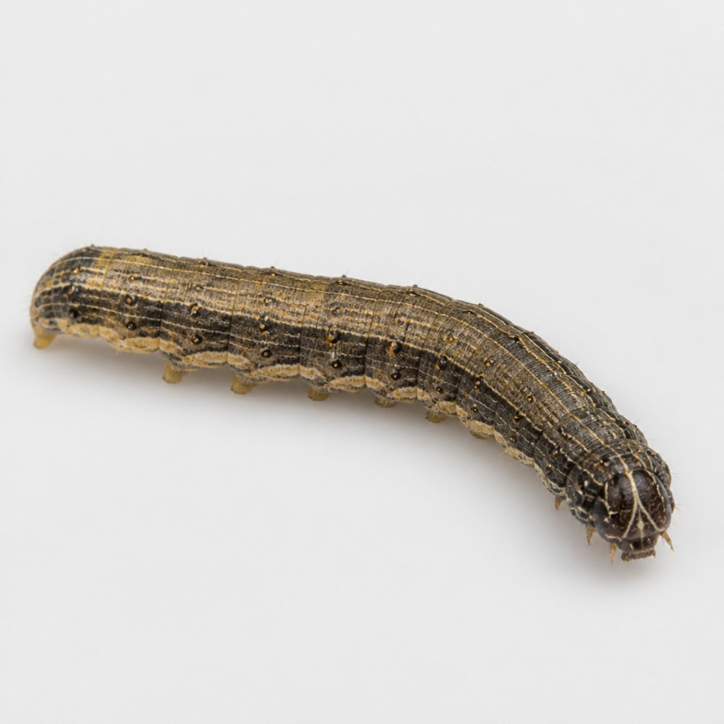 Fall Armyworm