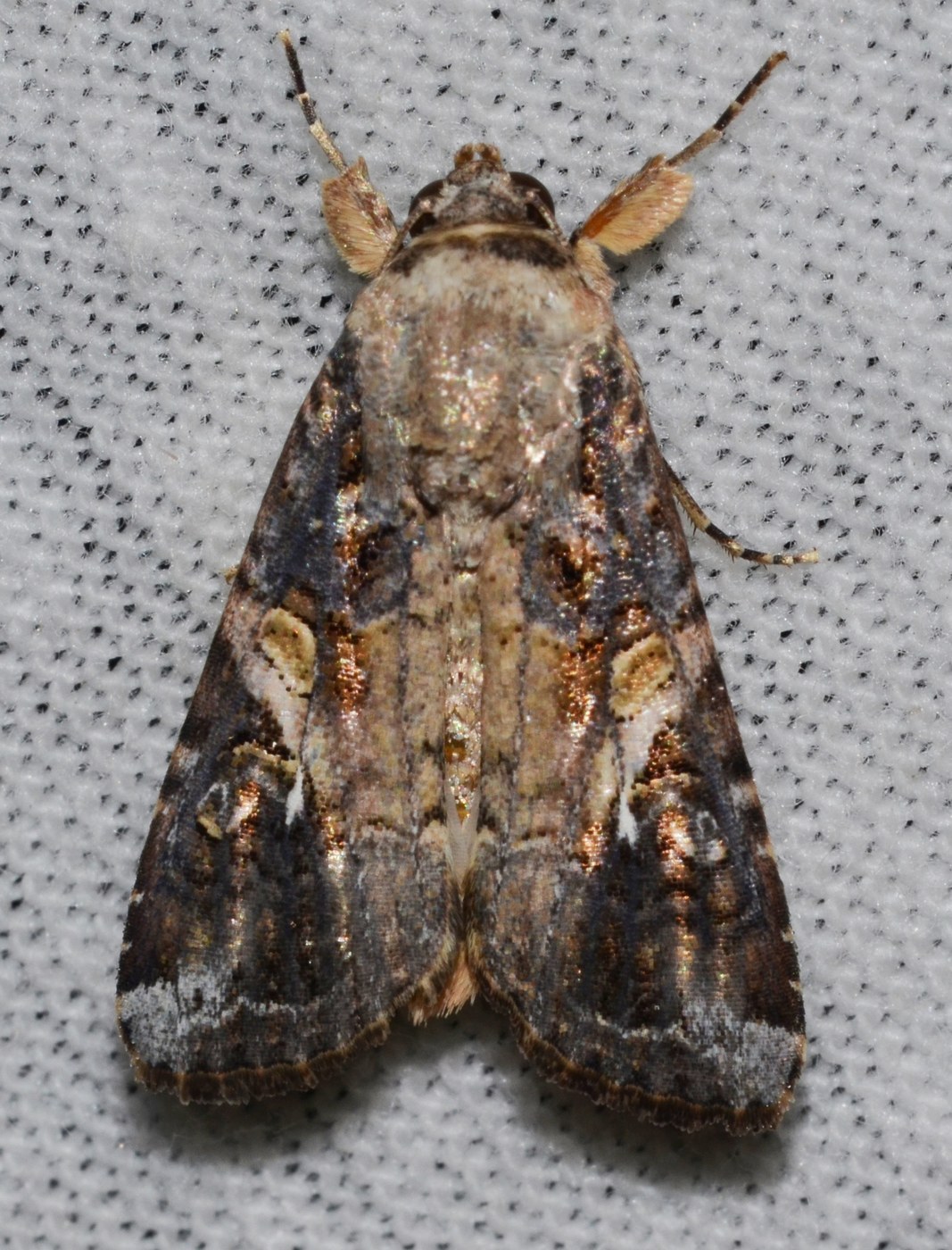 Fall Armyworm