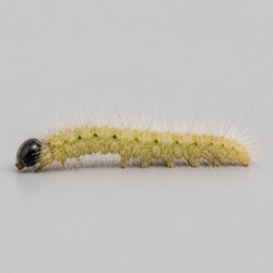 Fall Webworm Identification Guide