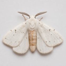 Fall Webworm Moth Identification Guide