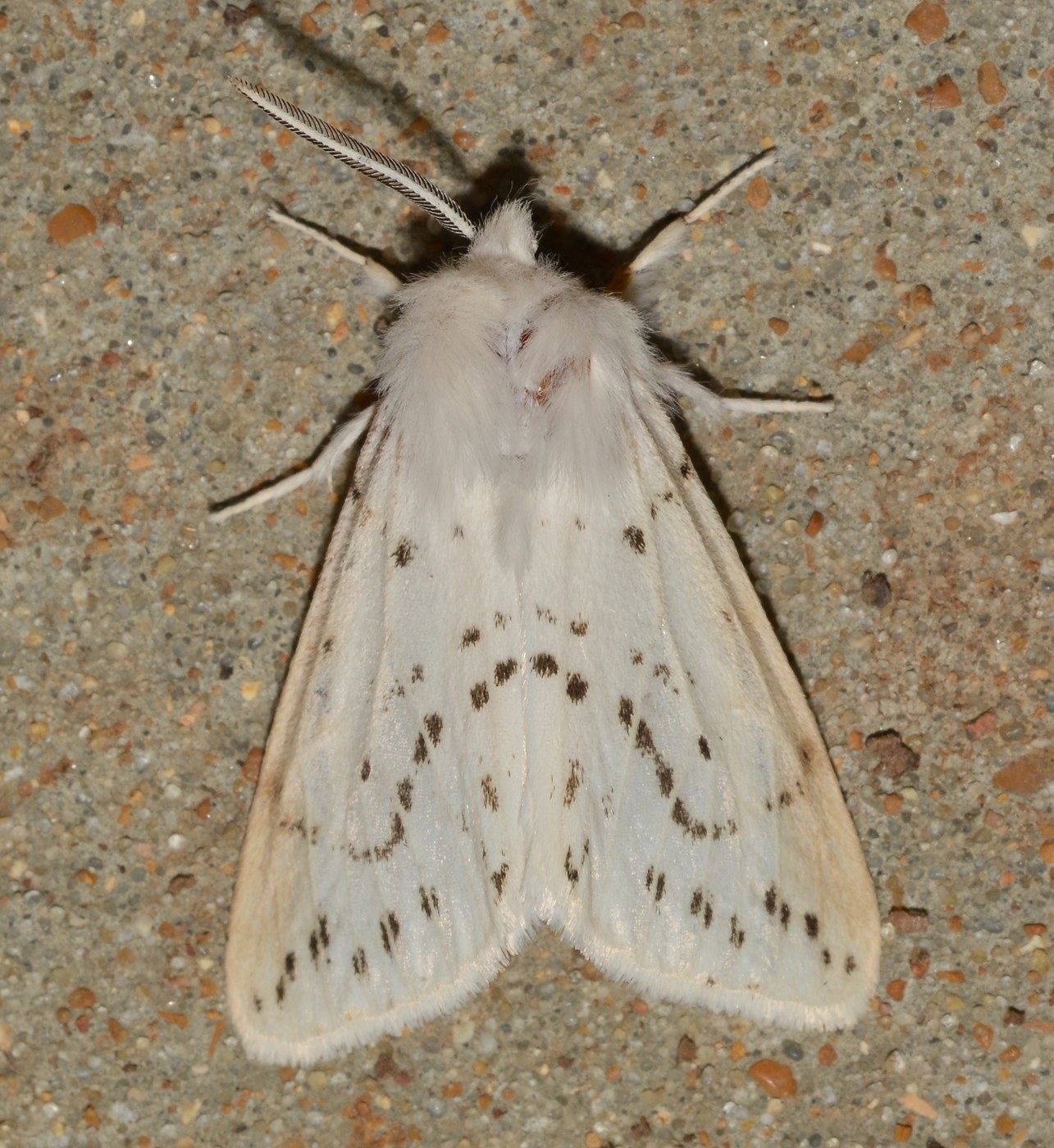 Fall Webworm Moth