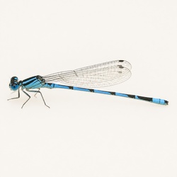 Familiar Bluet Identification Guide