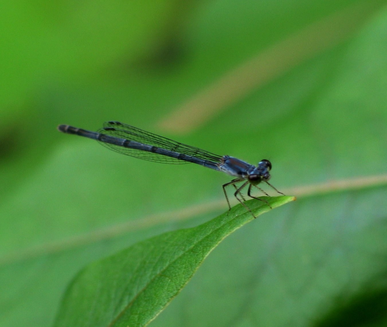 Familiar Bluet