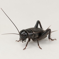 Field Cricket Identification Guide