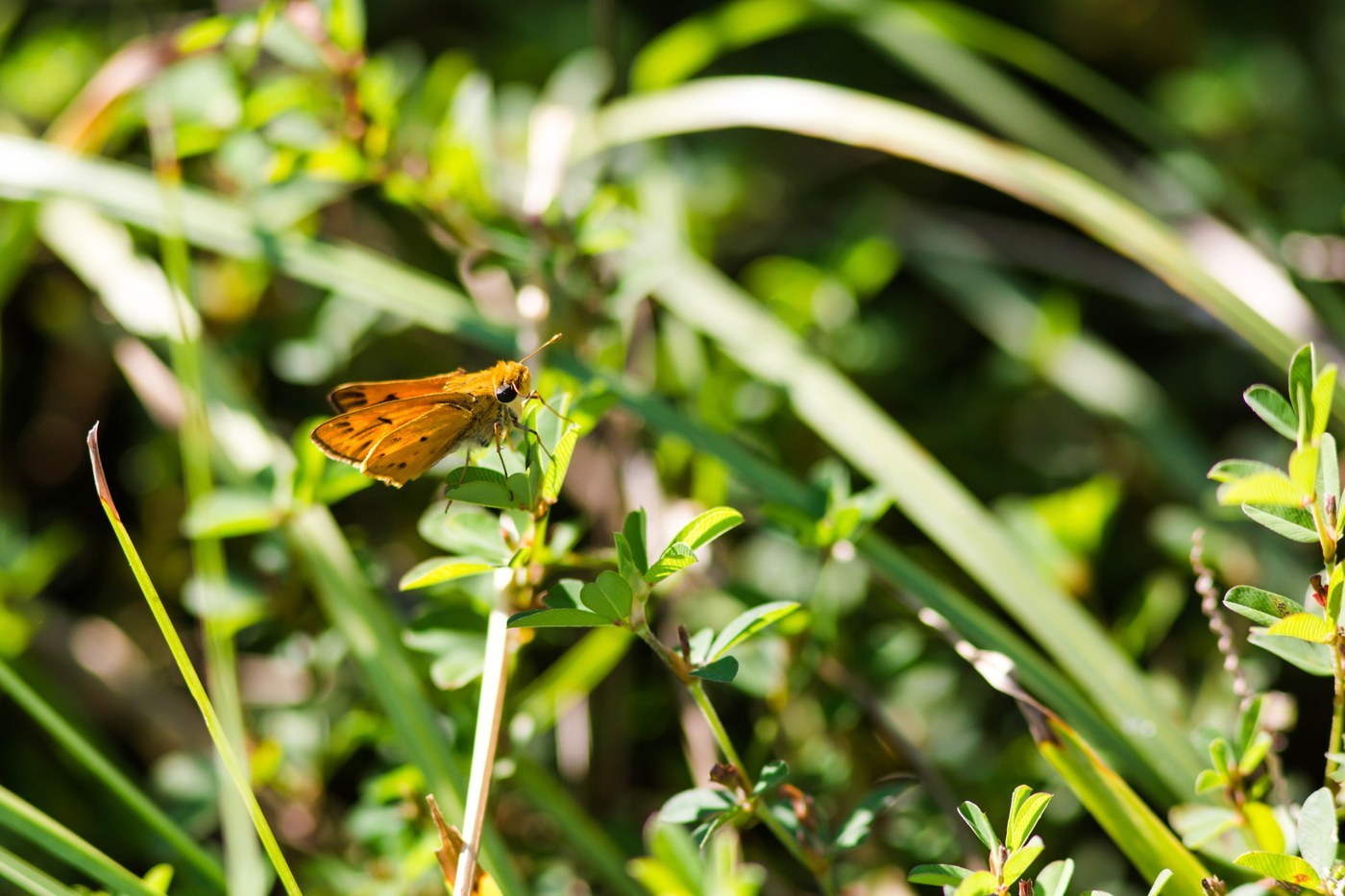 Fiery Skipper