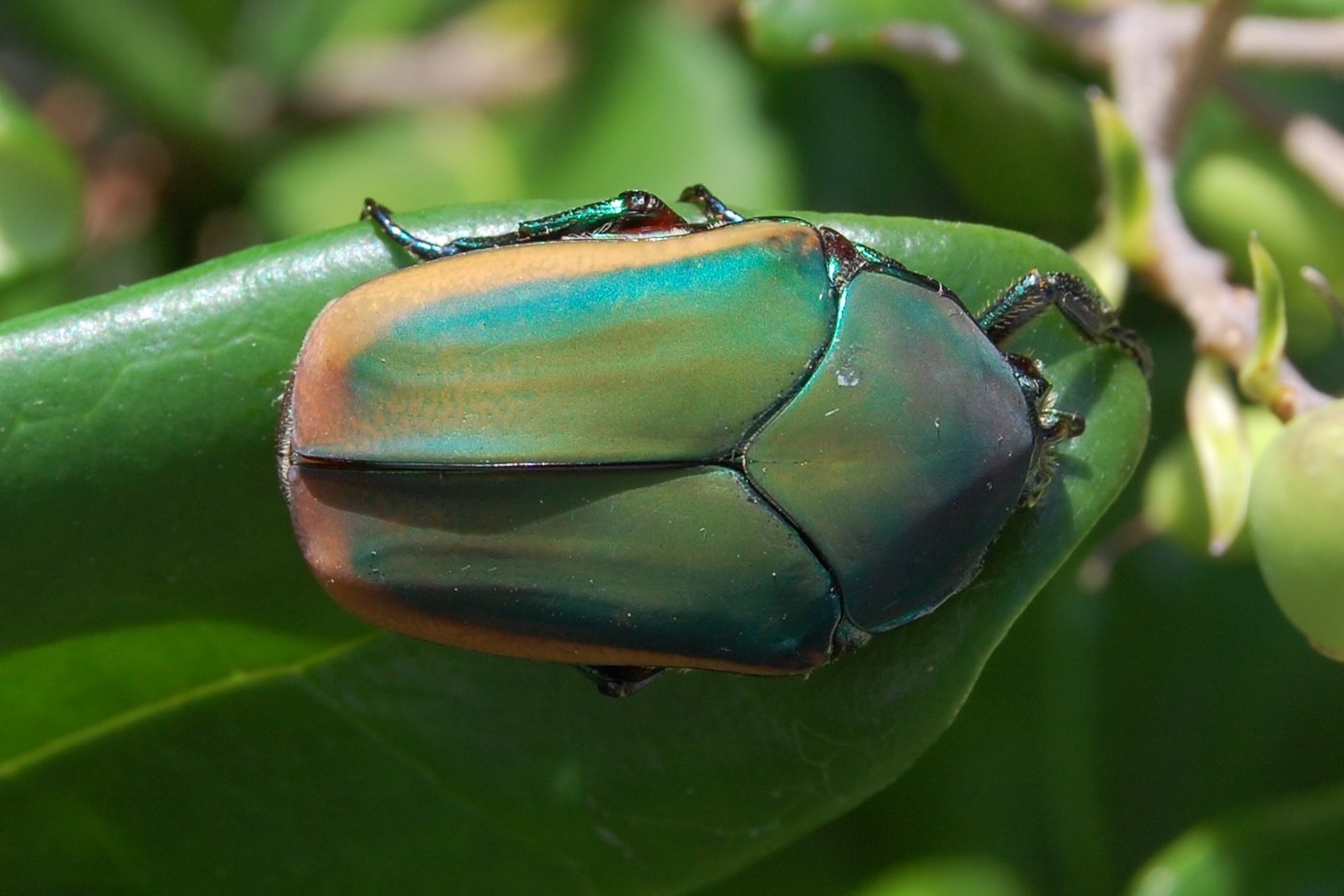 Fig Beetle