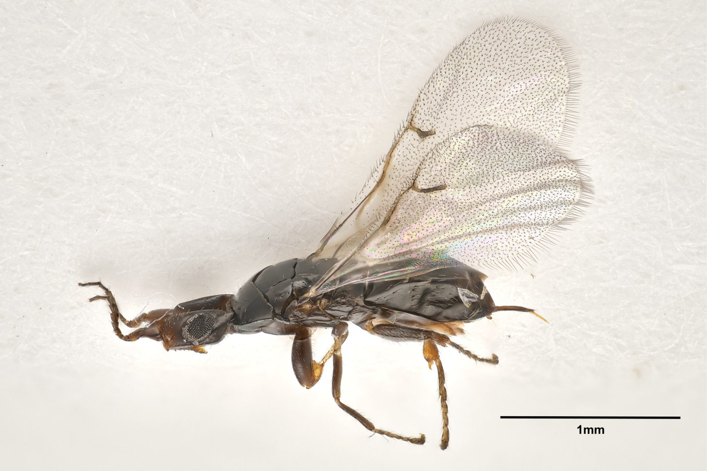 Fig Wasp