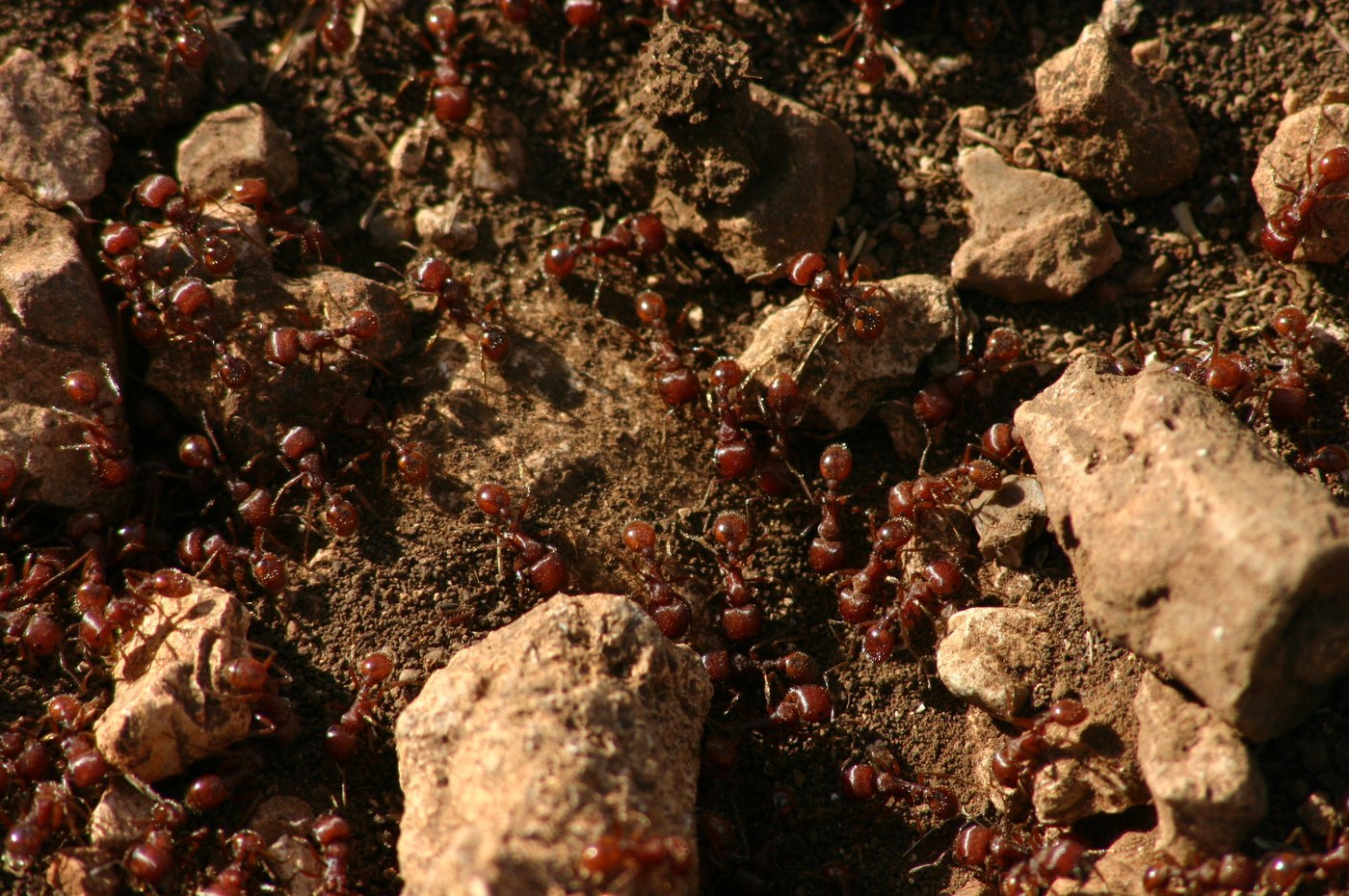 Fire Ant