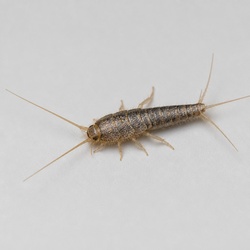 Firebrat Identification Guide