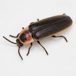 Fireflies Identification Guide
