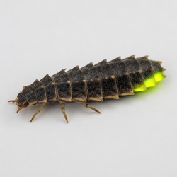 Fireflies Larvae Glowworm Identification Guide
