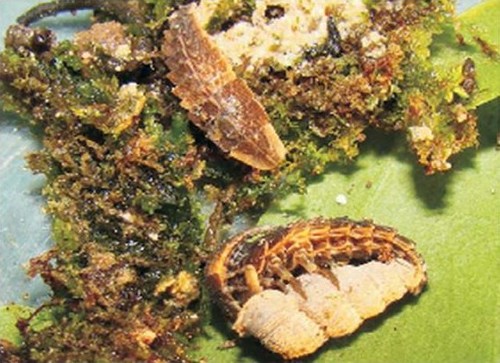 Fireflies Larvae Glowworm Identification Guide