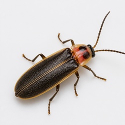 Fireflies (Lightning Bug) Identification Guide