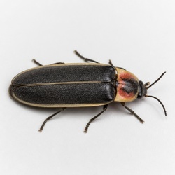 Firefly Beetle Identification Guide