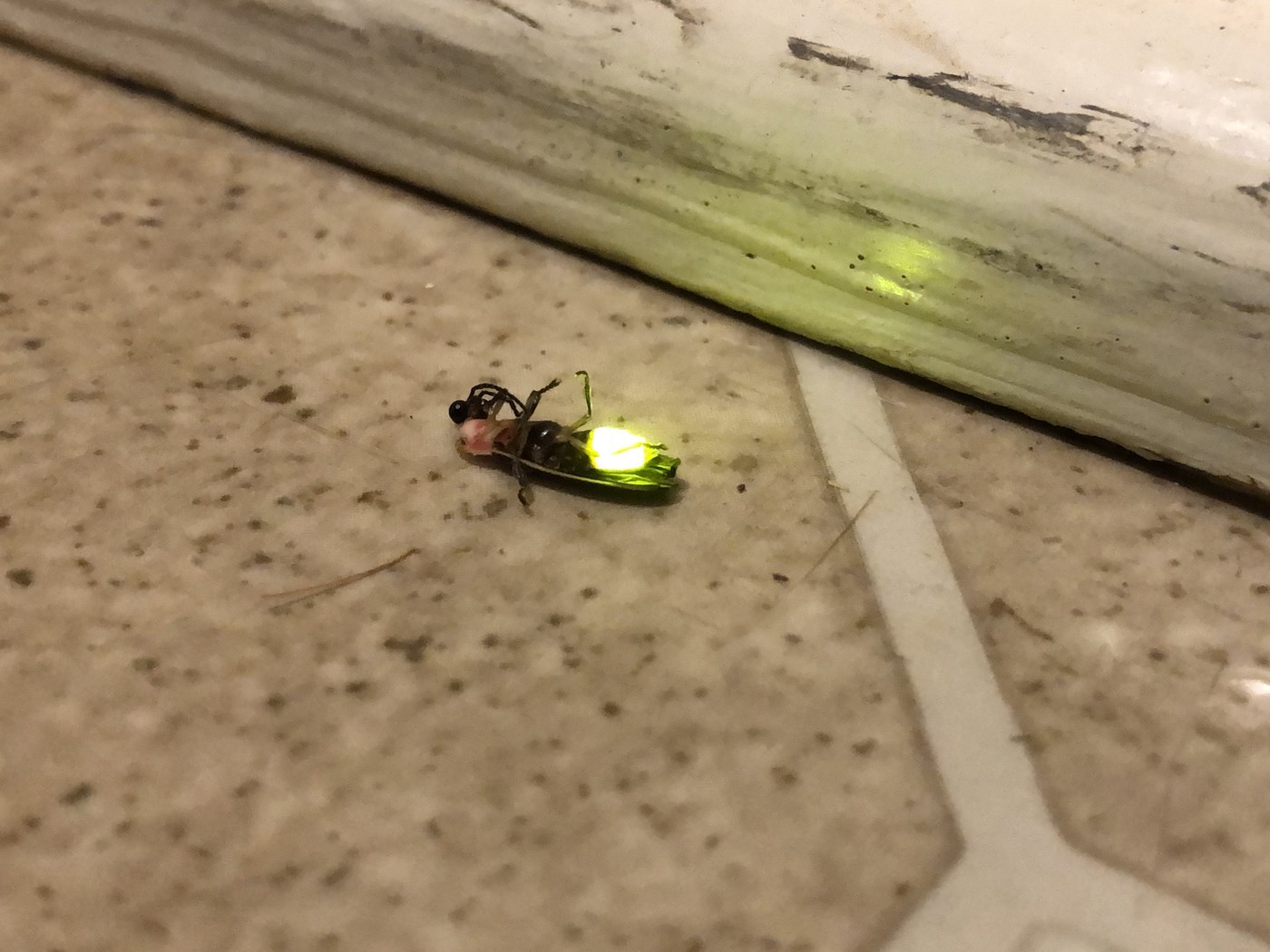 Firefly Beetle