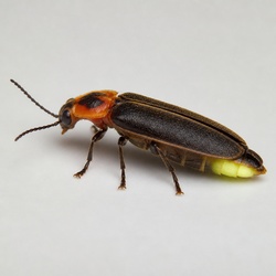 Firefly Identification Guide