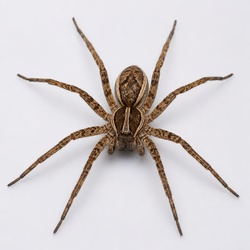 Fishing Spider Identification Guide
