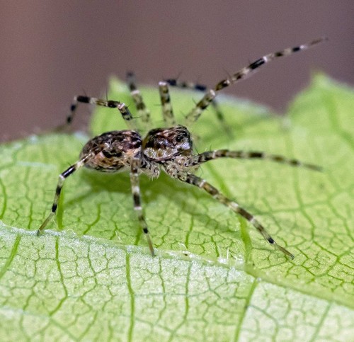 Fishing Spider Identification Guide