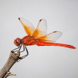 Flame Skimmer Identification Guide