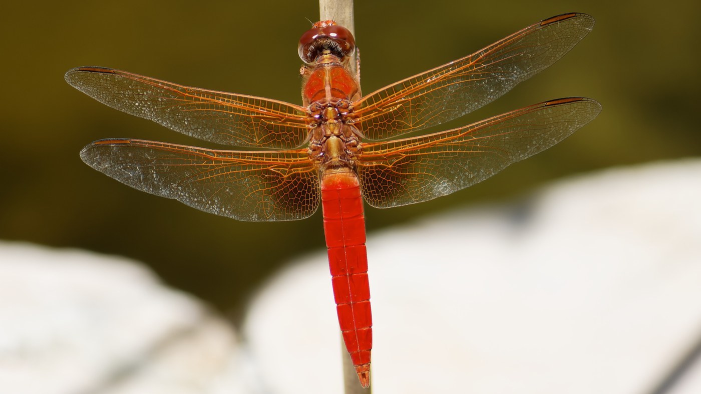 Flame Skimmer