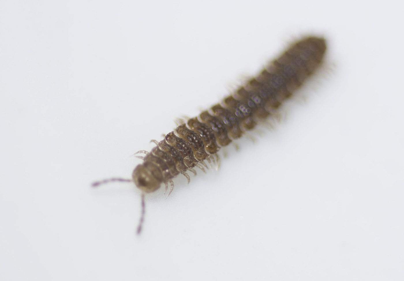 Flat-backed Millipede