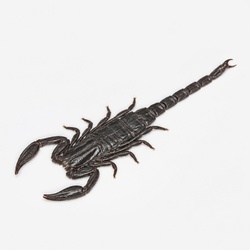 Flat Rock Scorpion Identification Guide
