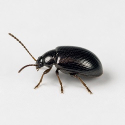 Flea Beetle Identification Guide