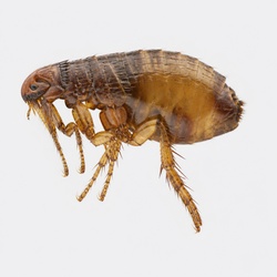 Flea Identification Guide
