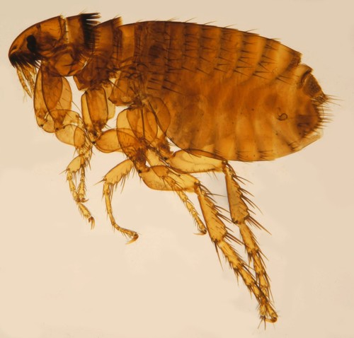 Flea Identification Guide