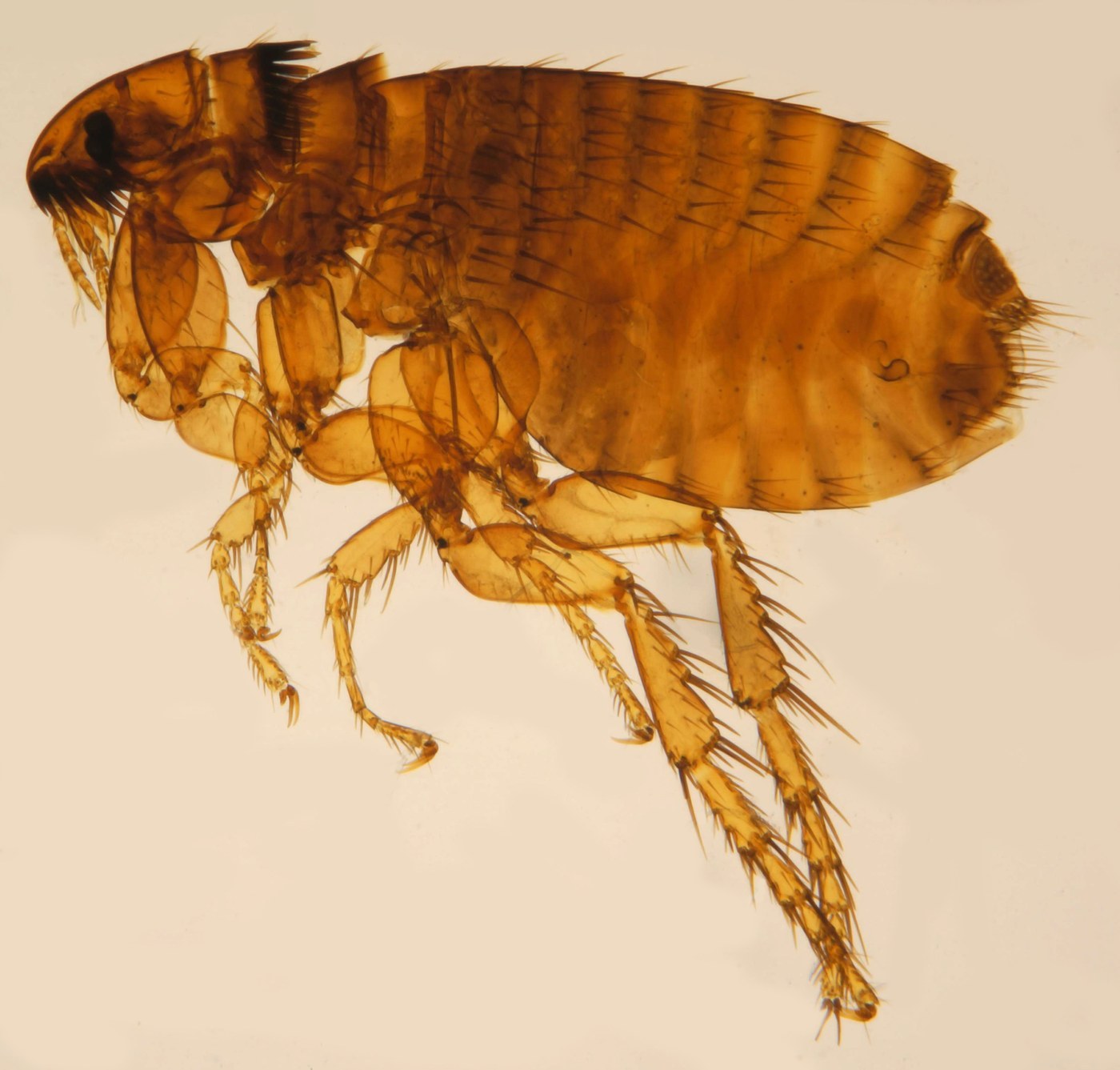 Flea