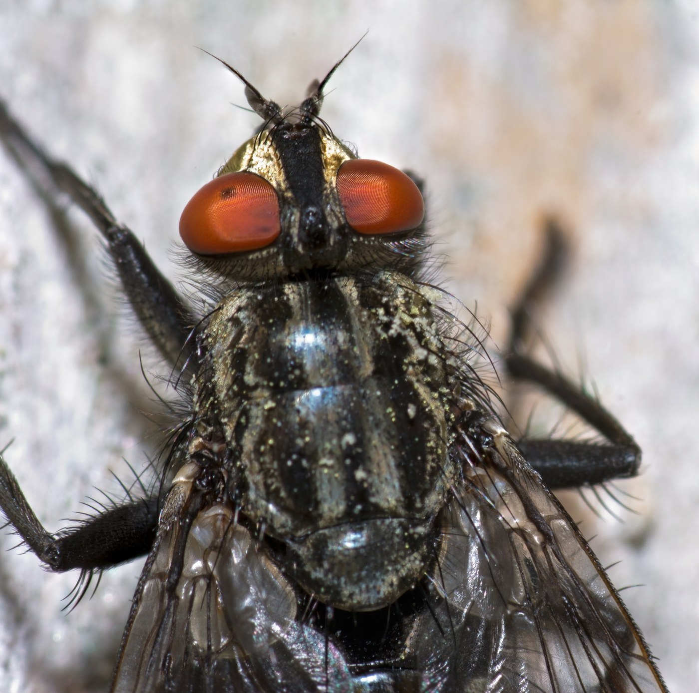 Flesh Fly