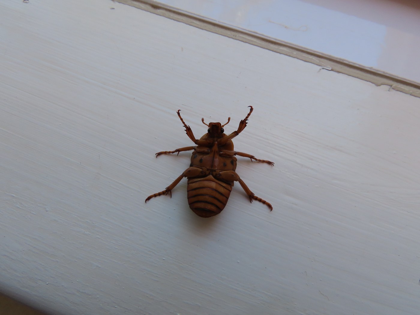 Flower Chafer Beetle