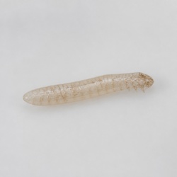 Follicle Mite Identification Guide