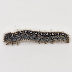Forest Tent Caterpillar Identification Guide