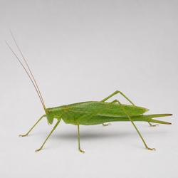 Fork-tailed Bush Katydid Identification Guide