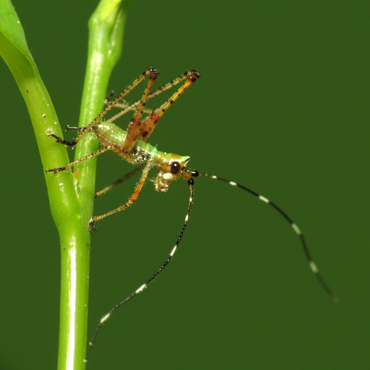 Fork-tailed Bush Katydid