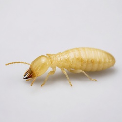Formosan Subterranean Termite Identification Guide