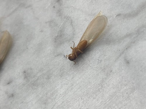 Formosan Subterranean Termite Identification Guide