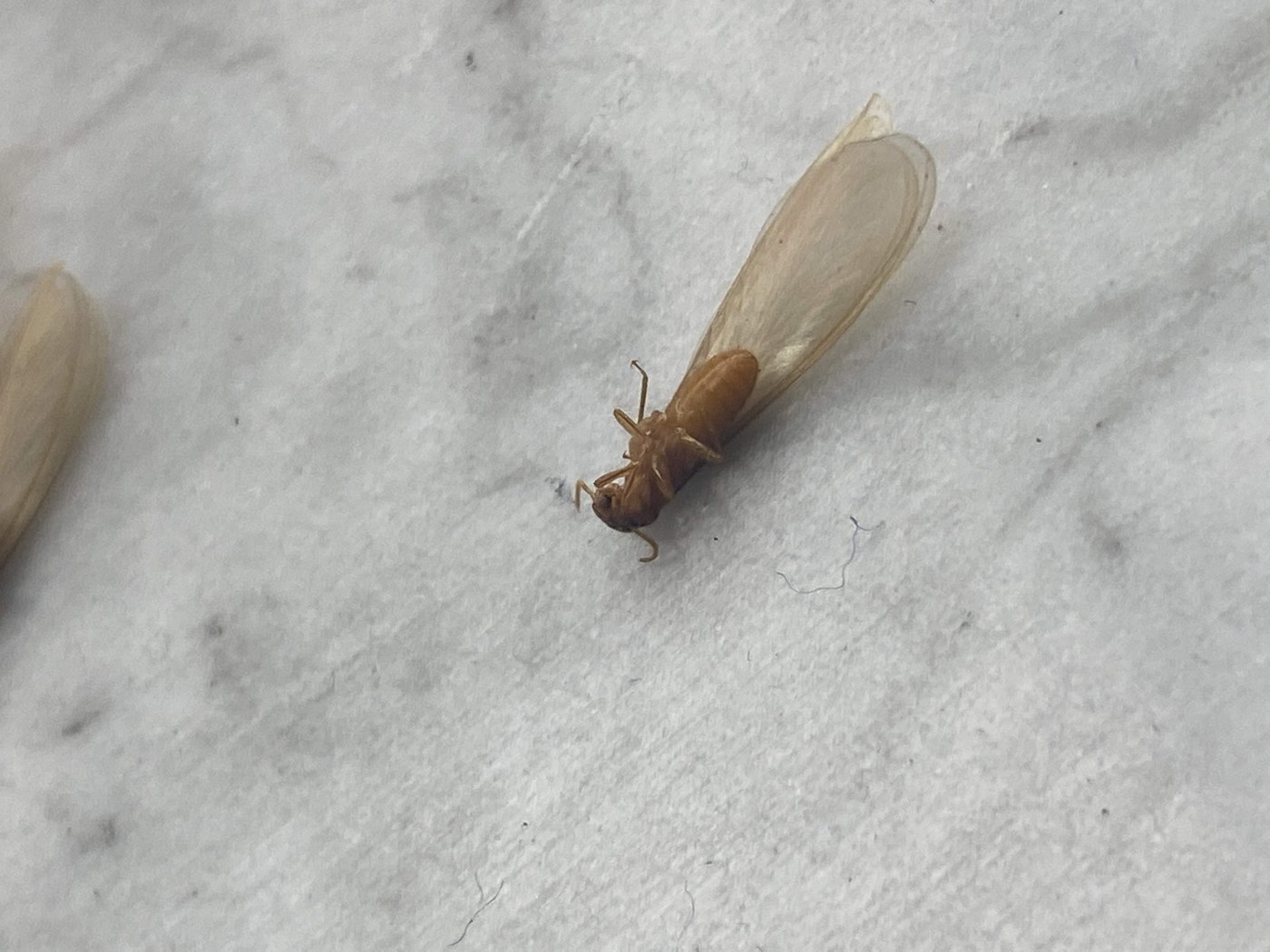 Formosan Subterranean Termite