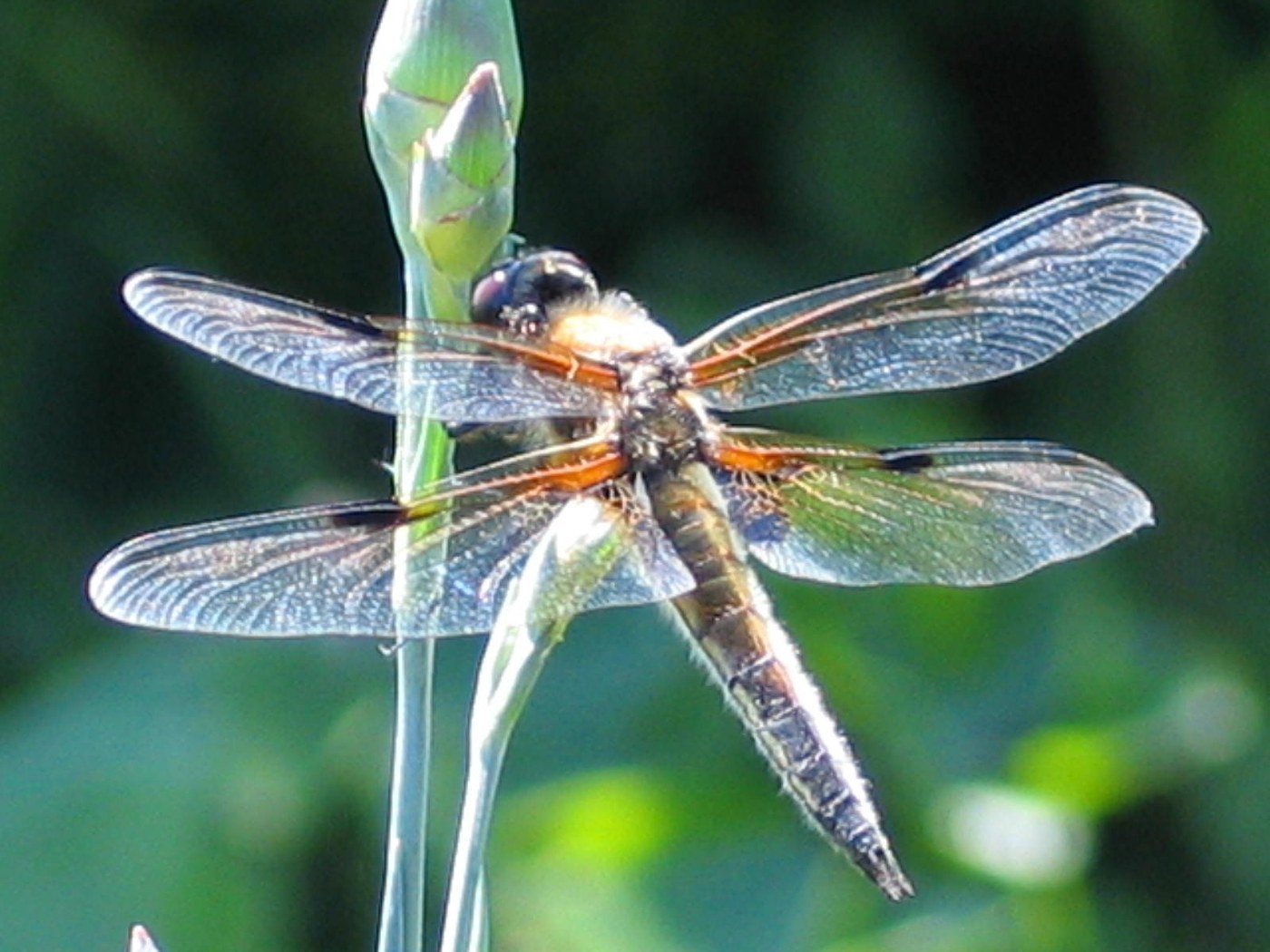 Four-spotted Skimmer