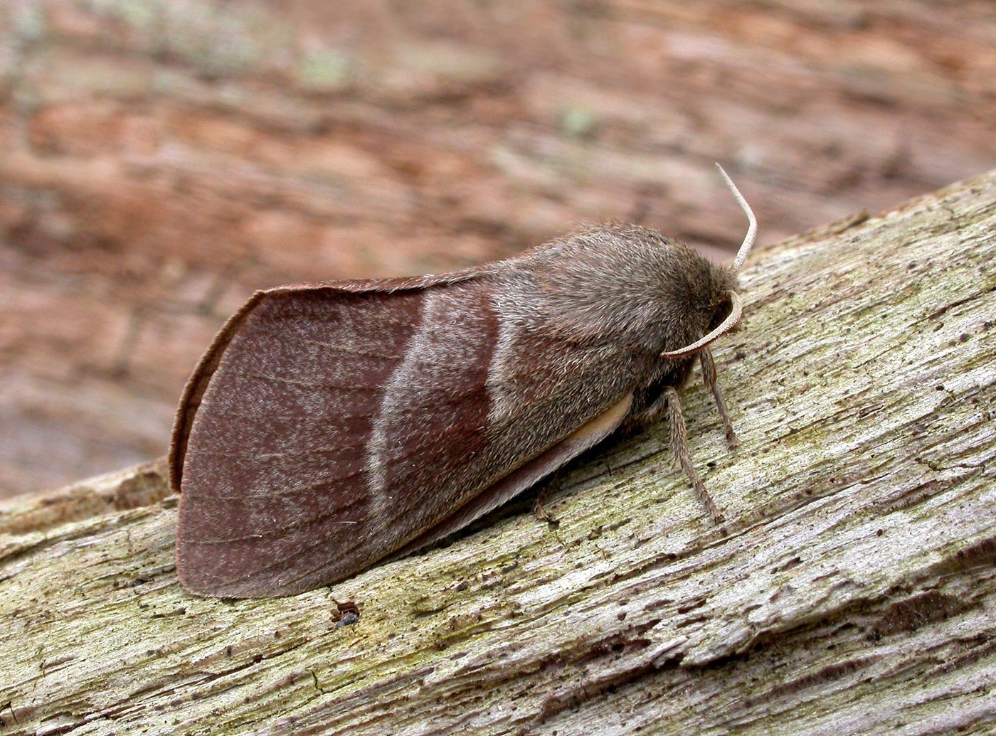 Fox Moth