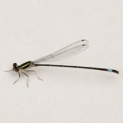 Fragile Forktail Identification Guide