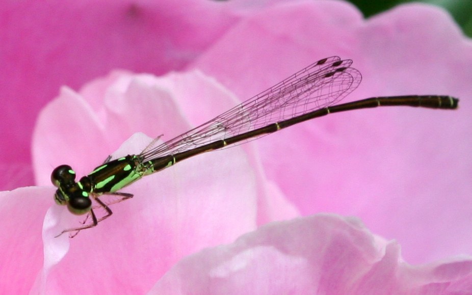 Fragile Forktail