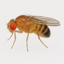 Fruit Fly Identification Guide