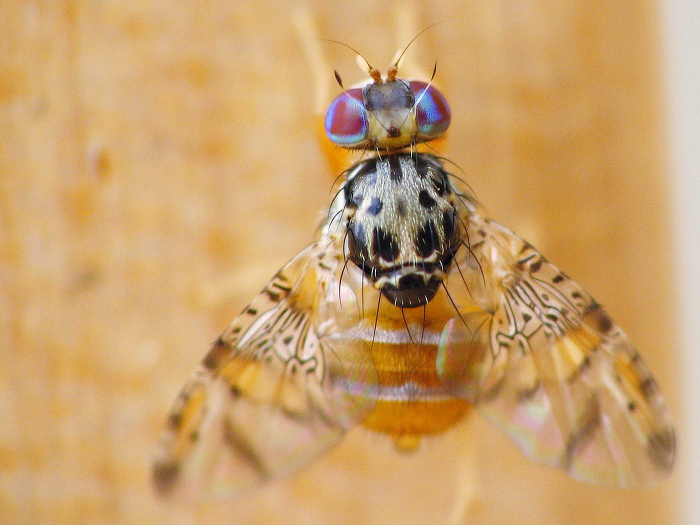 Fruit Fly (Mediterranean)