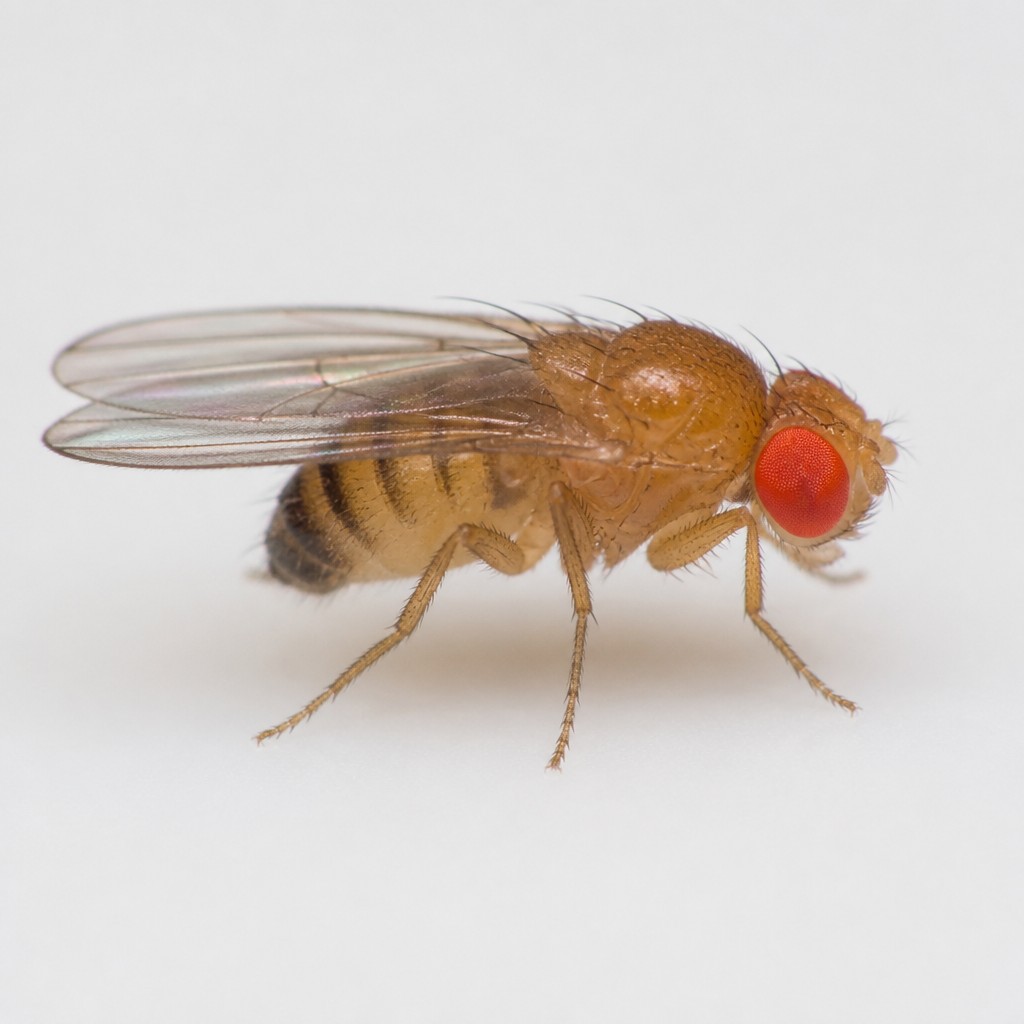 Fruit Fly (Vinegar Fly)