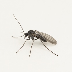 Fungus Gnat Identification Guide