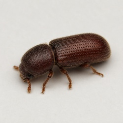Furniture Beetle Identification Guide